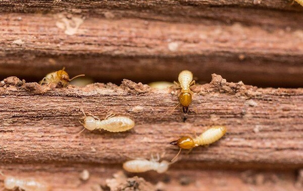 carpenter ant frass vs termite frass 3