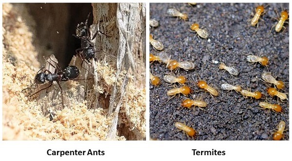 carpenter ant frass vs termite frass 41