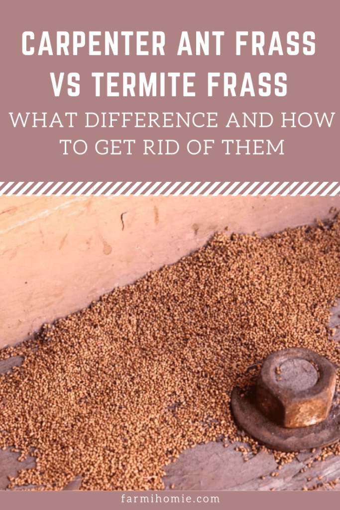 carpenter ant frass vs termite frass