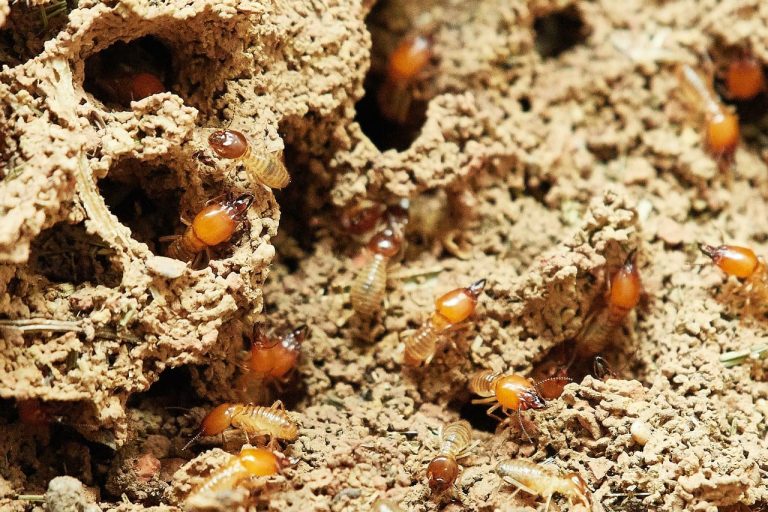Carpenter Ant Frass vs Termite Frass: What Difference and How to Get Rid of them